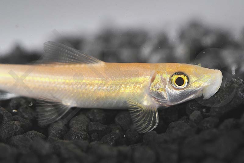Goldene Saugschmerle (Gyrinocheilus aymonieri)