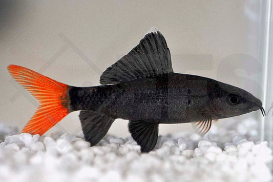 Feuerschwanz (Epalzeorrhynchus bicolor)