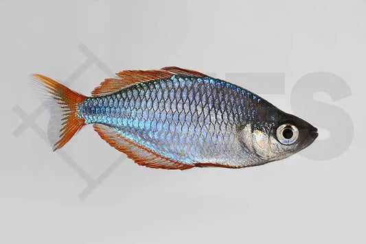 Diamant-Regenbogenfisch (Melanotaenia praecox)