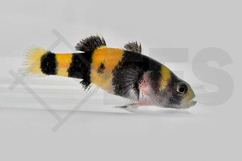 Goldringelgrundel, Hummelgrundel (Brachygobius doriae)