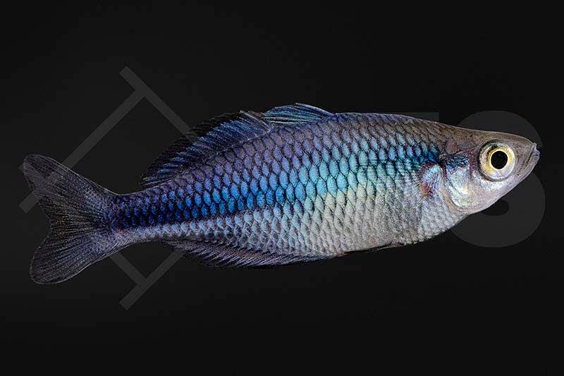 Aquamarin-Regenbogenfisch (Melanotaenia lacustris)