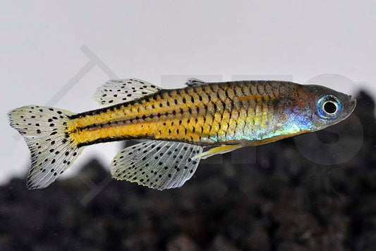 Punktiertes Blauauge ARU II (Pseudomugil getrudae)