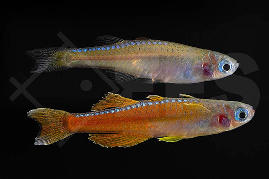 Rotes Neon-Blauauge (Pseudomugil luminatus "Paskai")