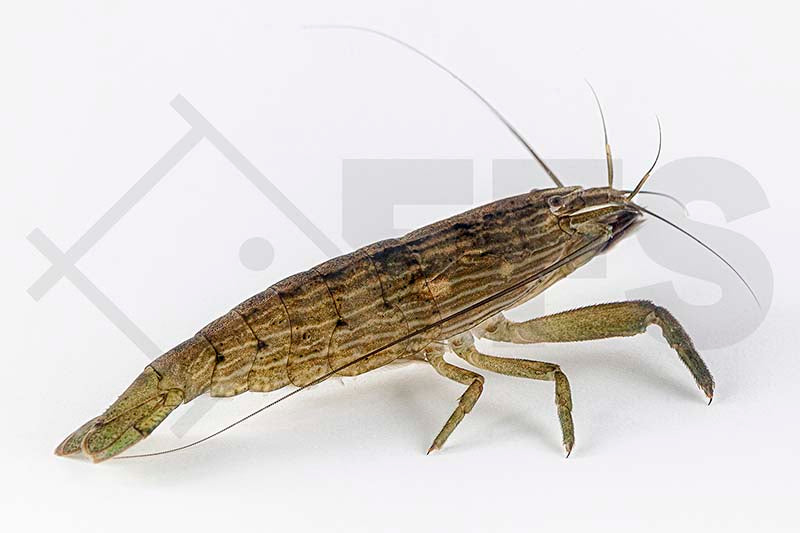 Radar-Fächergarnele, Molukken-Garnele (Atyopsis moluccensis)
