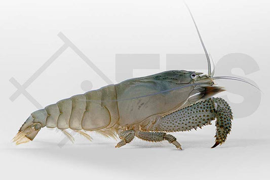 Blaue Monster-Fächergarnele (Atya gabonensis)