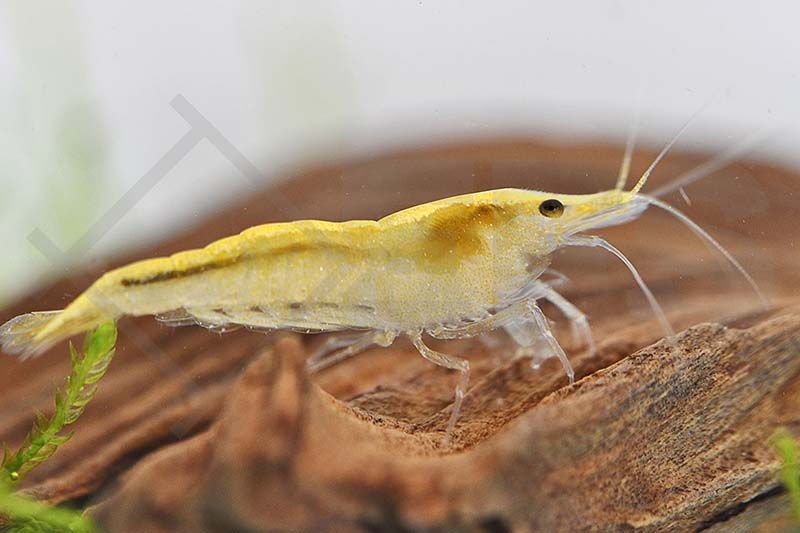 Gelbe Zwerggarnele (Neocaridina davidi)