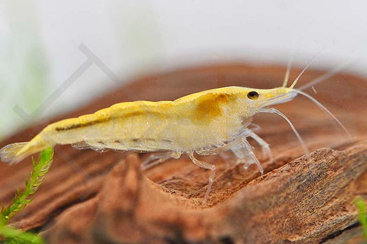 Gelbe Zwerggarnele (Neocaridina davidi)