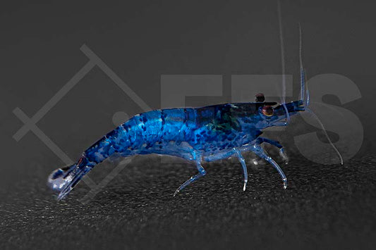 Blaue Zwerggarnele (Neocaridina davidi "Blue Dream")
