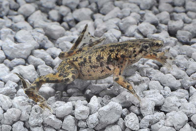 Zwergkrallenfrosch (Hymenochirus boettgeri)