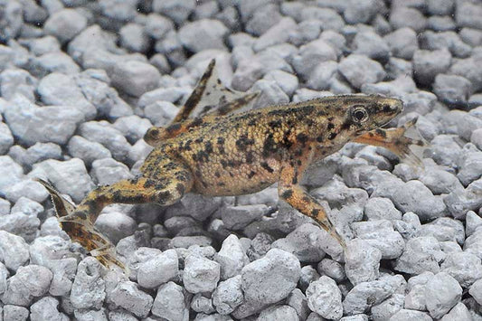 Zwergkrallenfrosch (Hymenochirus boettgeri)