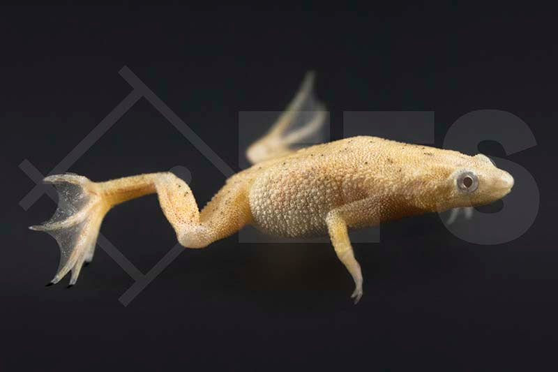 Goldener Zwergkrallenfrosch (Hymenochirus boettgeri)