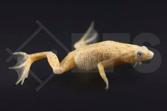 Goldener Zwergkrallenfrosch (Hymenochirus boettgeri)
