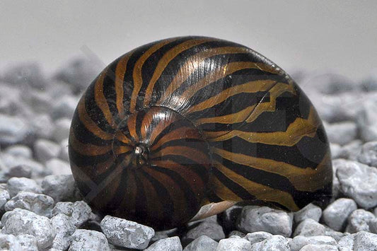 Zebr-Rennschnecke "Big Line" (Neritina turrita)