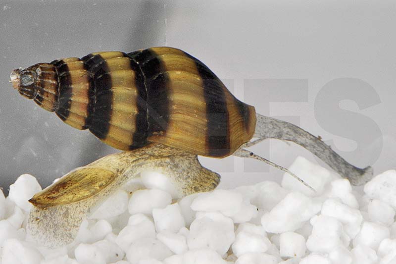 Raub-Turmdeckelschnecke (Anentome helena)