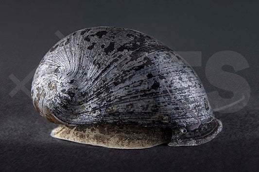 Stahlhelmschnecke, schwarze Napfschnecke (Neritina pulligera)