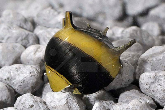 Geweihschnecke "Mix" (Clithon diadema "Mix")