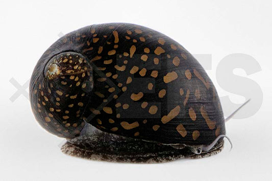 Batik-Rennschnecke (Neritina variegata)
