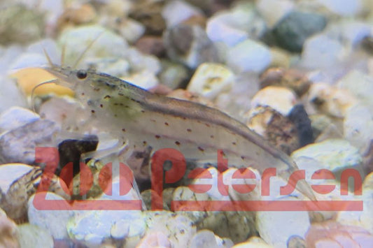 Amano-Garnele (Caridina multidentata)