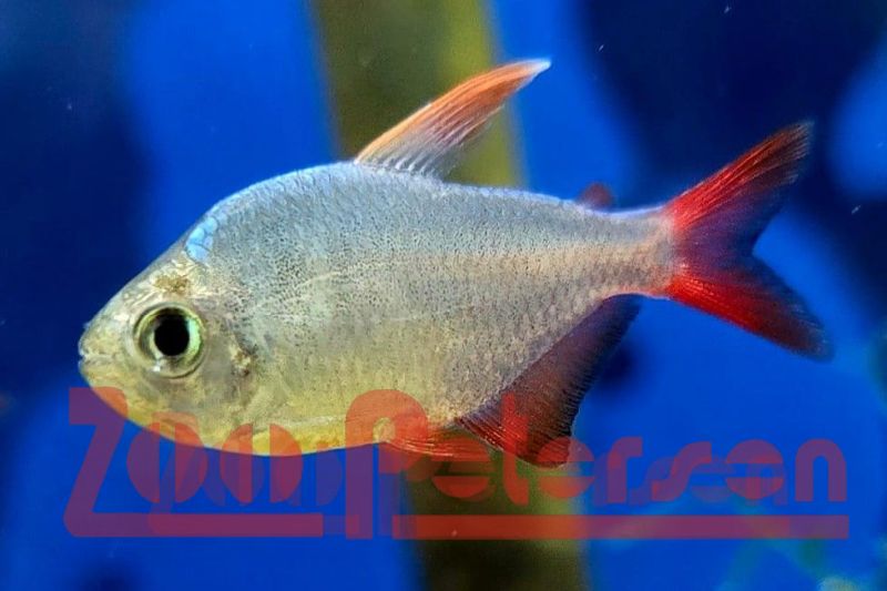 Rot-Blauer Kolumbianer (Hyphessobrycon columbianus)