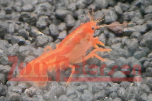 Oranger Zwergkrebs (CPO, Cambarellus patzcuarensis orange)