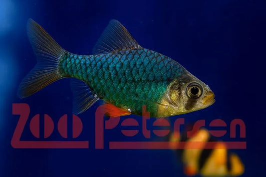 Moosgrüne Sumatrabarbe (Puntigrus cf. tetrazona)