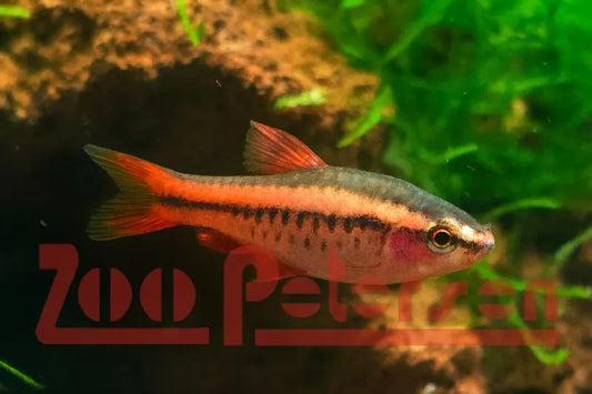 Bitterlingsbarbe (Rohanella titteya, Synonym_Puntius titteya)