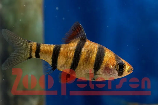 Fünfgürtelbarbe (Barbus pentazona)