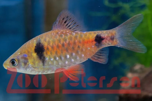 Odessa-Barbe (Barbus ticto)