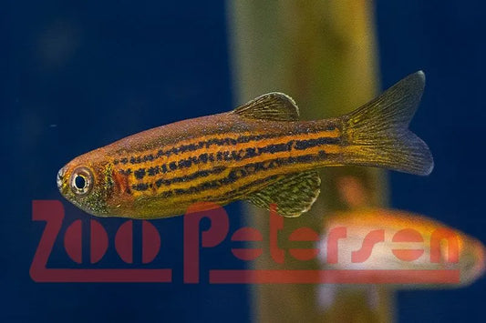 Zebrabärbling (Brachydanio rerio)