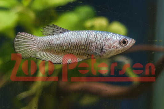 Kampffisch Weibchen (Betta splendens)