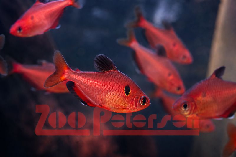 Blutsalmler extra rot (Megalamphodus eques, Hyphessobrycon eques)