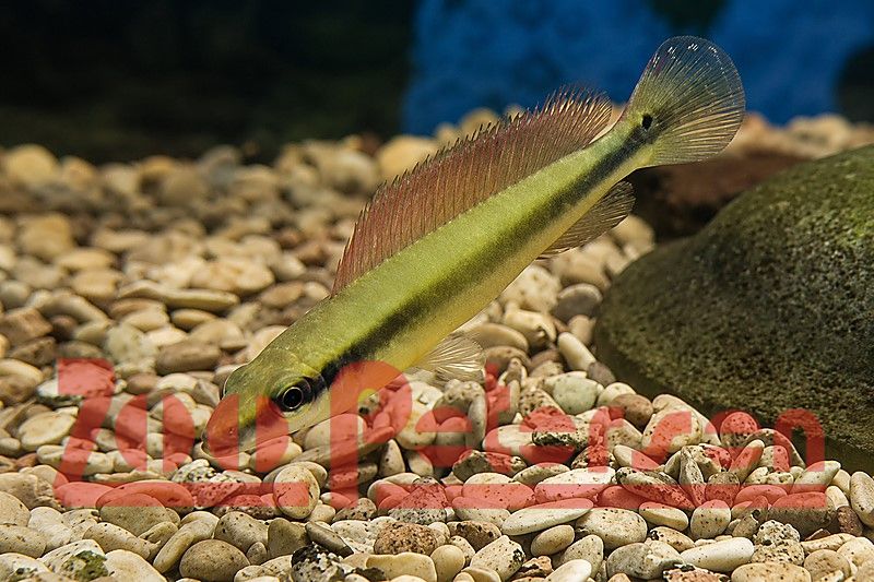 Regans Zwerg-Hechtbuntbarsch (Crenicichla regani)
