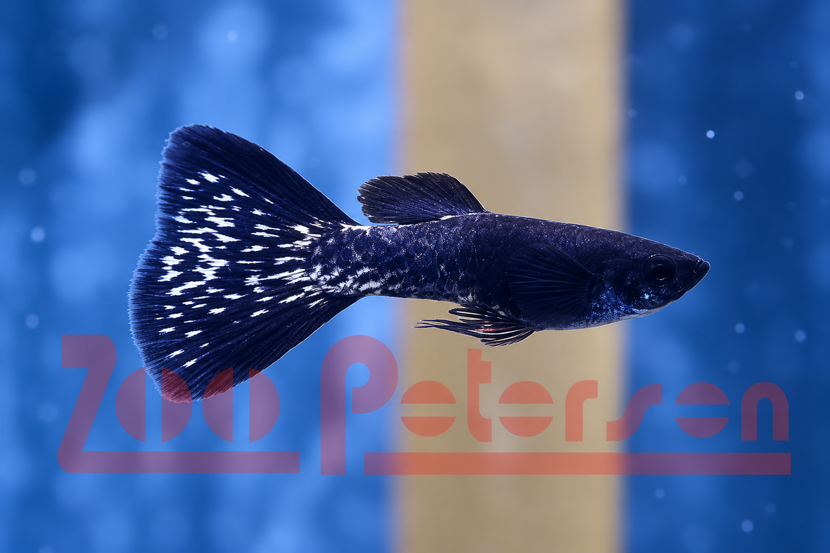 Guppy, Black Metal Lace (Poecilia reticulata)
