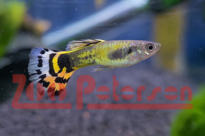 Dumbo-Ear Guppy (Poecilia reticulata)