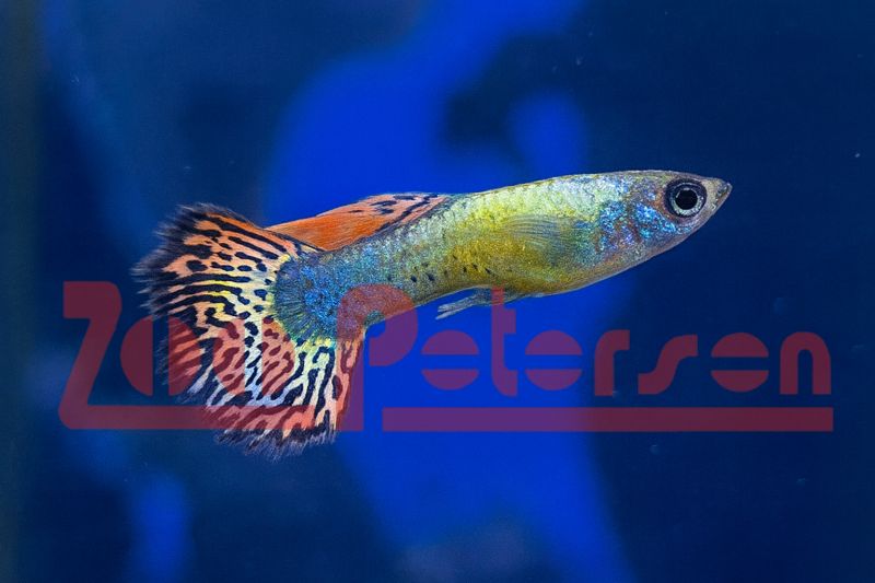 Mosaik-Guppy (Poecilia reticulata)