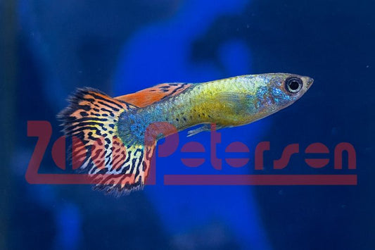 Mosaik-Guppy (Poecilia reticulata)