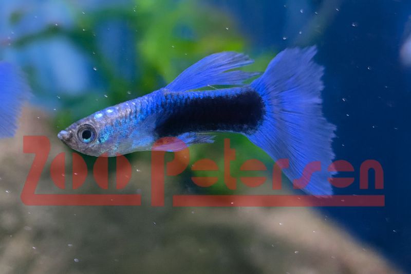 Guppy Neon Blau (Poecilia reticulata)