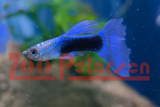 Guppy Neon Blau (Poecilia reticulata)