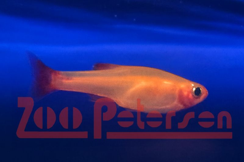 Goldener Kardinalfisch (Tanichthys albonubes)