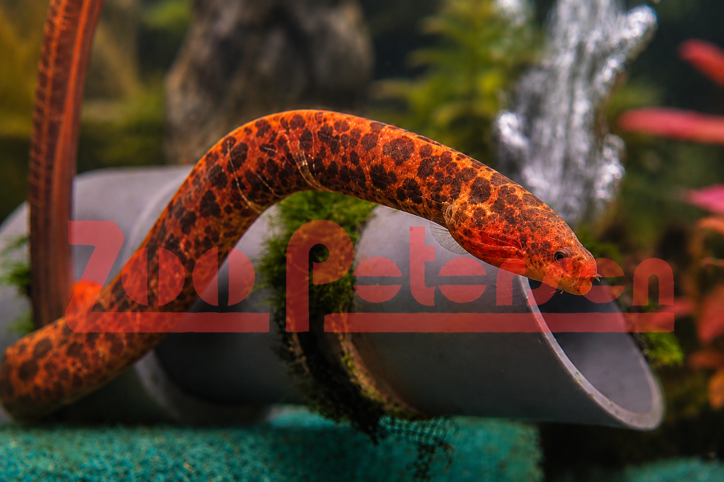Leopardmuräne (Gymnothorax polyuranodon)