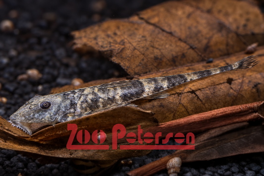 Marmor-Riesenhexenwels (Spatuloricaria evansii "Tocantins")