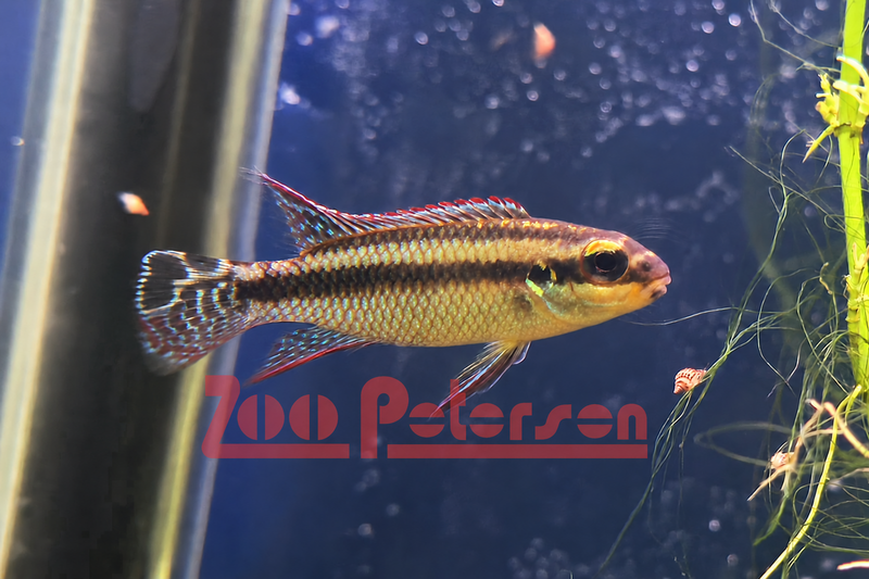 Moliwe Smaragdprachtbarsch (Pelvicachromis taeniatus molive)