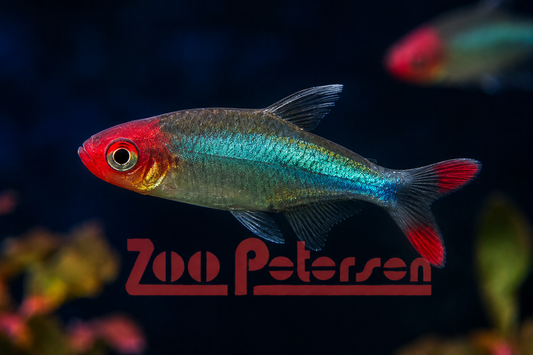 Nacktlaube, Glühköpfchen (Sawbwa resplendens)