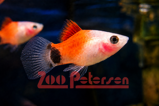 Rot-Weiße Platy (Xiphophorus maculatus)