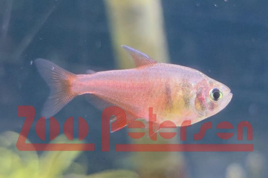 Roter von Rio (Hyphessobrycon flammaeus)