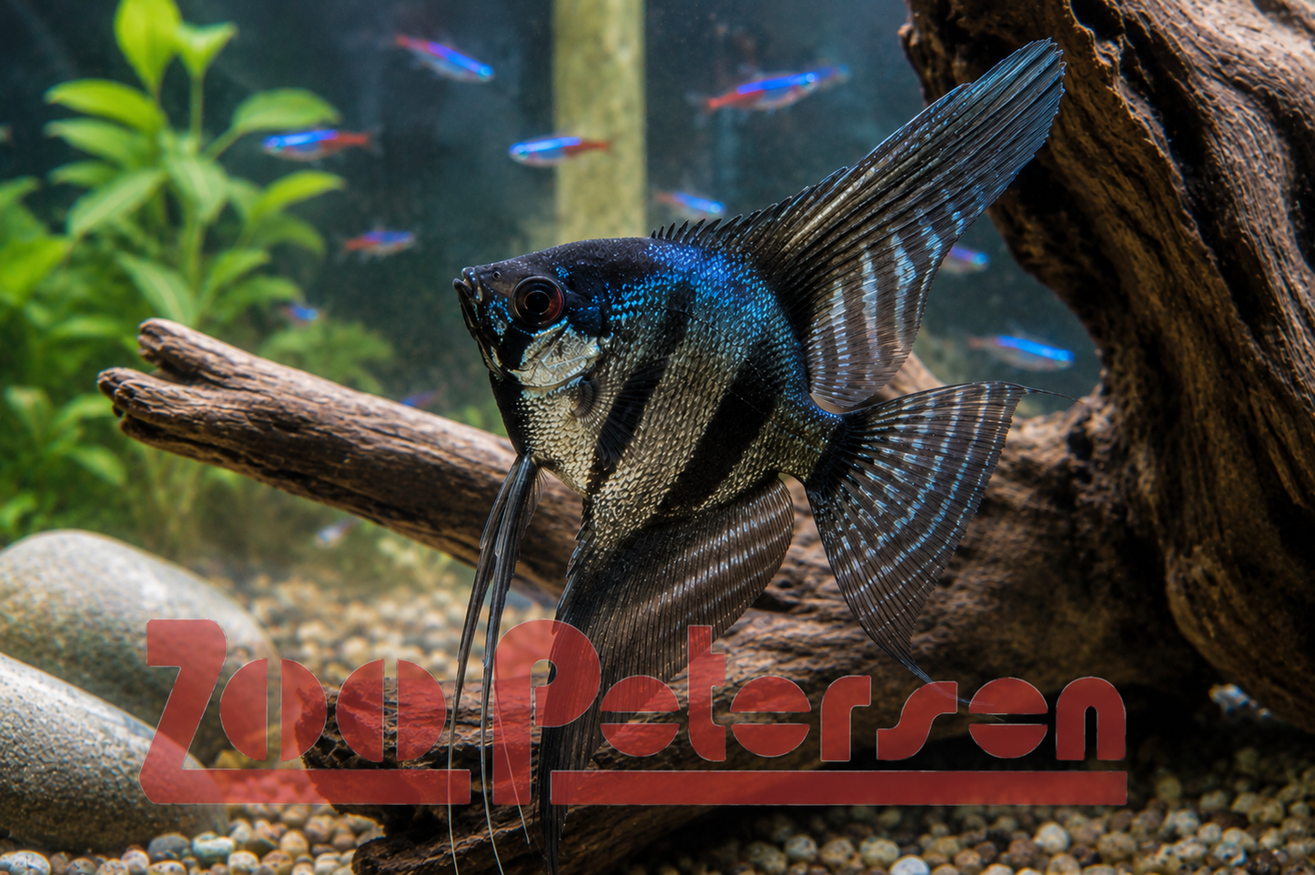 Dark Pinoy Skalar (Pterophyllum scalare)
