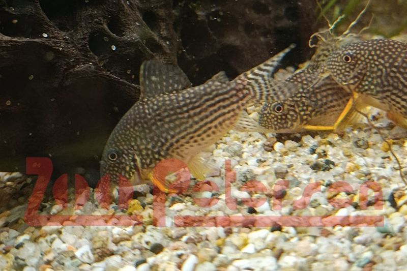 Orangeflossen-Panzerwels (Corydoras sterbai)