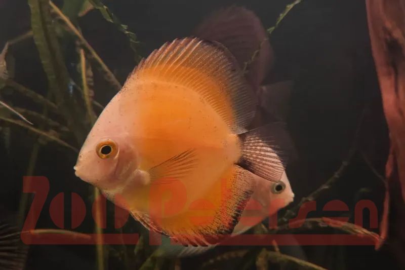 Diskus "Yellow Marlboro" (Symphisodon aequifasciatus)