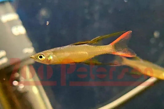 Filigran-Regenbogenfisch (Iriatherina werneri)