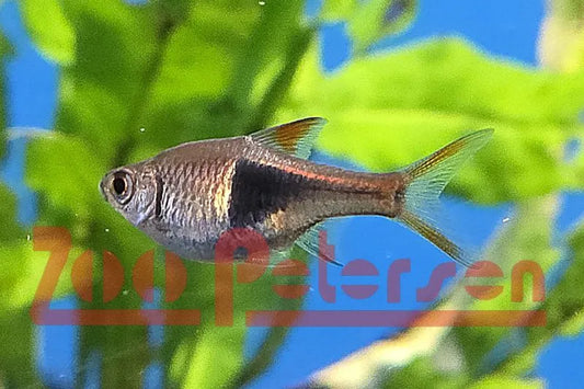 Keilfleckbarbe (Trigonostigma heteromorpha)